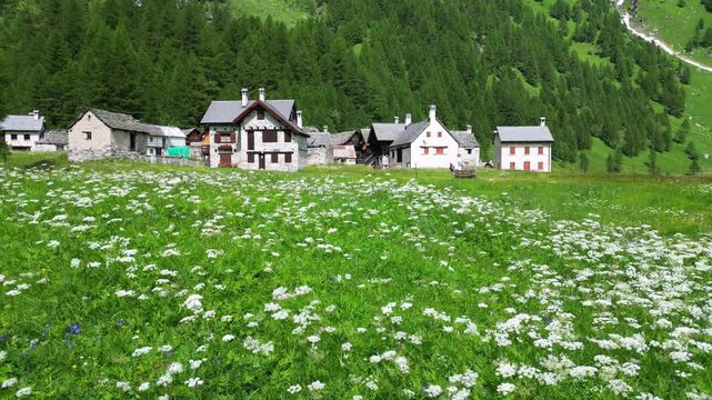 enchanted mountain village in summer with meadow of flowers seen from the drone -increase in tourism in mountain places to visit the ancient villages and go for walks in Alpe Devero,Ossola Apls Italy 