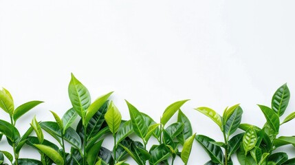 Obraz premium Detailed look at freshly picked green tea leaves on white, from homegrown organic plantation. Food concept with clipping path and copy space