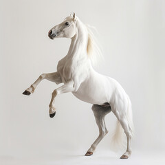 beautiful white horse