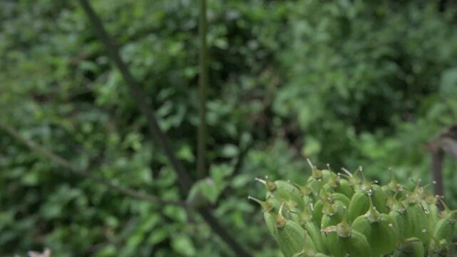 Common red soldier beetle (Rhagonycha fulva) opening its wings and flying away. July, Kent, UK. [Slow motion x5]	