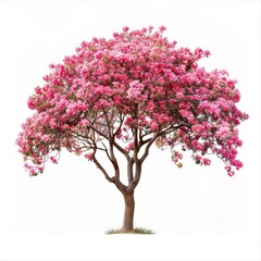Fototapeta premium Vibrant blooming pink tree