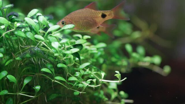 Macro view fish fry longtail barb Pethia Conchonius. Aquarium fish eats the algae that grows on the leaves of Glossostigma Elatinoides. Tropical freshwater aquarium tank
