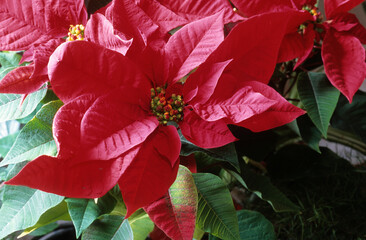 Euphorbia pulcherrima , Poinsettia