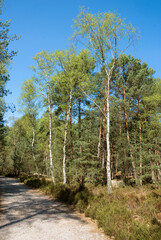 Betula verrucosa, Bouleau verruqueux, Pinus sylvestris, Pin sylvestre, Gorges de Franchard, Forêt de Fontainebleau, 77, Seine et Marne, France