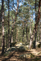 Pinus sylvestris, Pin sylvestre,  Rochers, gorges de Franchard, Forêt de Fontainebleau, 77, Seine et Marne, France