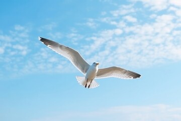 Fototapeta premium Seagull animal flying bird.