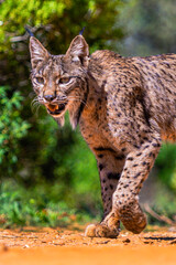 Fototapeta premium Iberian Lynx, Lynx pardinus, Mediterranean Forest, Castilla La Mancha, Spain, Europe