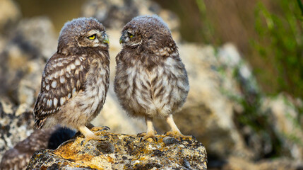 Little Owl, Athene noctua, Mediterranean Forest, Castilla y Leon, Spain, Europe