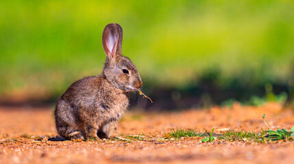 European Rabbit, Oryctolagus cuniculus, Mediterranean Forest, Castilla La Mancha, Spain, Europe