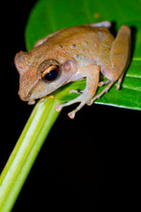 Obraz premium Tropical Frog, Tropical Rainforest, Corcovado National Park, Osa Conservation Area, Osa Peninsula, Costa Rica, Central America