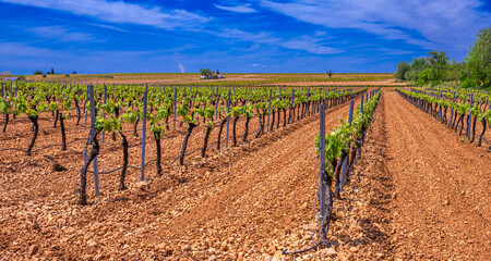 Valdepeñas Vineyards, Ciudad Real, Valdepeñas Denominación de Origen, Castilla La Mancha, Spain,...