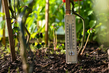 Measuring temperature in greenhouse with thermometer showing high temperature next to tomato plant