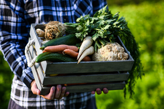 Farmer is holding a wooden crate full of fresh organic vegetables, just harvested from the garden