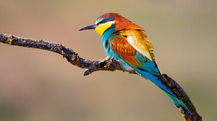 Bee-eater, Merops apiaster, Mediterranean Forest, Castilla y Leon, Spain, Europe
