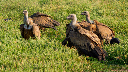 Eurasian Griffon Vulture, Gyps fulvus, Agricultural Fields, Castilla y Leon, Spain, Europe