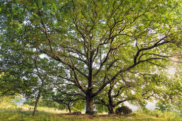 Majestic oak tree lush with green foliage in spring. Beautiful nature, background.