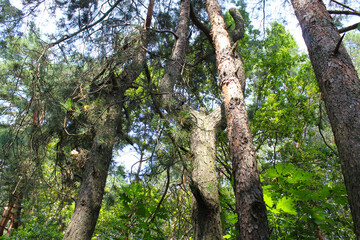 Fototapeta premium trunk of a tree, trees in the forest