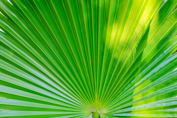 Close-up of green palm leaf with radiating lines.