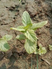Beautiful green leaves of mint or Beautiful green leaves of Mentha plant in the garden.Mint leaves pattern background 