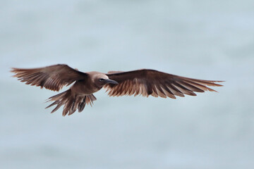 Brown Noddy (Anous stolidus), flying on Amaralina beach, Salvador, Bahia, Brazil.