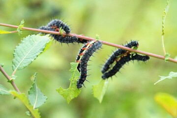 Small caterpillars damaging flower leaves.