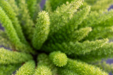 Close-up of Green Plant with Dense Foliage