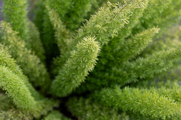 Foxtail fern, asparagus closeup view. Selective focus.