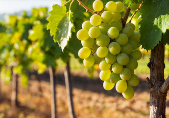 Fototapeta premium Close-up of a cluster of green grapes hanging on a vine in a vineyard, bathed in sunlight and surrounded by lush foliage