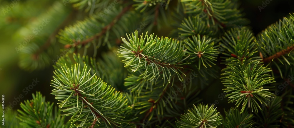 Poster Close up image showing the texture of summer Christmas tree needles with copy space