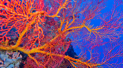 Sea Fan, Sea Whips, Gorgonian, Reef Building Corals, Coral Reef, Bunaken National Marine Park, Bunaken, North Sulawesi, Indonesia, Asia
