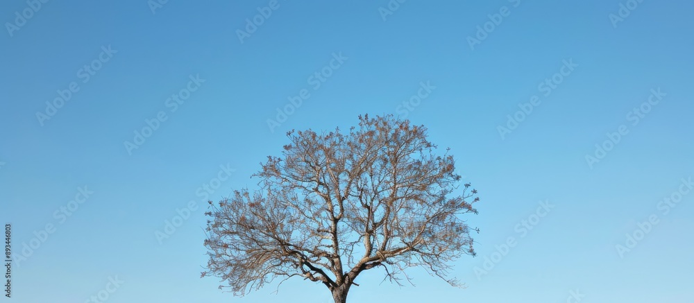 Poster bare tree set against the clear sky in a striking copy space image