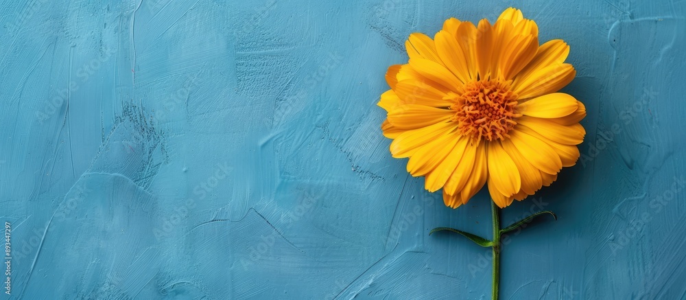 Poster isolated yellow calendula flower on a blue backdrop with copy space image