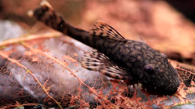 Macro view catfish Ancistrus Madre De Dios eats an amber tree leaf. Aquarium fish brown body, spotted pattern. Tropical freshwater aquarium tank closeup nature landscape