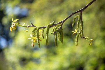 Green tree leaves on a blurred nature background.