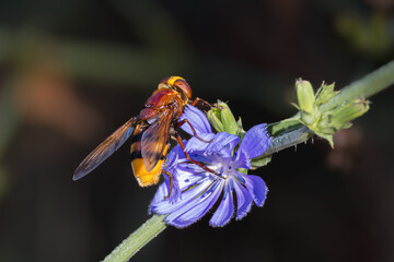 hornet mimic hoverfly foraging on a wild chicory flower