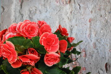 flowers of houseplant begonia in a pot on a background of a gray wall