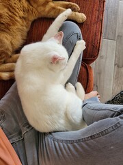 Chats © Laurie