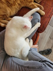 Position de chat © Laurie