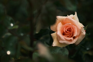 Obraz premium Paris, France