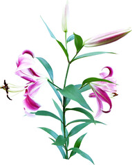 꽃 당나리 나리 백합