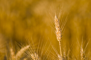 ripe ear of rye in the field close-up