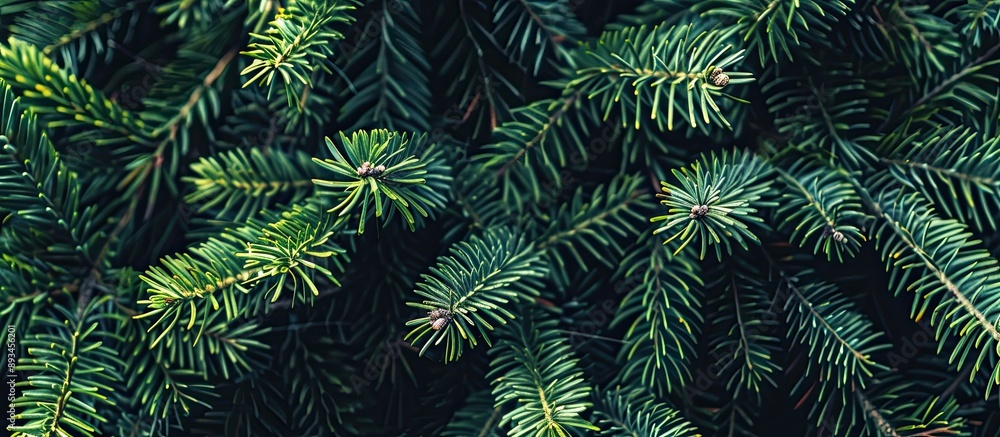 Poster Festive Christmas fir tree background with ample copy space image showcasing the texture of the branches