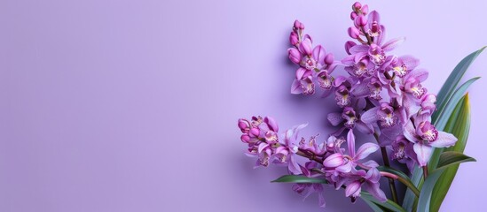 Obraz premium Rhynchostylis gigantea known as the orchid is depicted in a copy space image