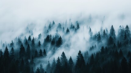 A captivating foggy forest landscape filled with dense pine trees, presenting an ethereal and tranquil scene that evokes a sense of calm and wonder amid nature's beauty.