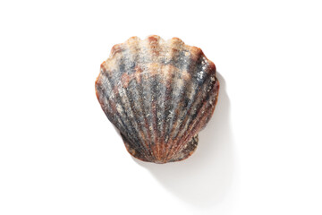 Top view of scallops shell isolated on white background, including clipping path