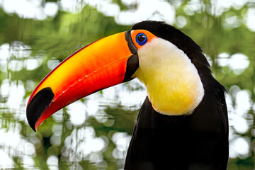 Fototapeta premium Toucan Toco