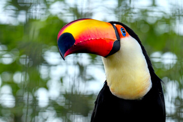 Fototapeta premium Toucan Toco