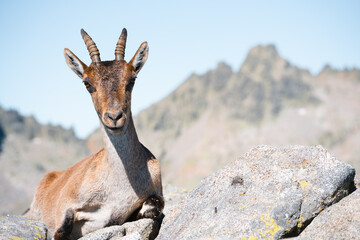mountain goat at the top of the summit, walking along the top of the mountain in the wild