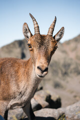 mountain goat at the top of the summit, walking along the top of the mountain in the wild