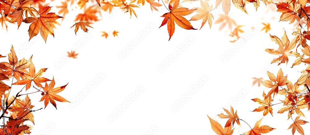 Leinwandbilder autumn maple leaves create a frame around a copy space image on a white backdrop.